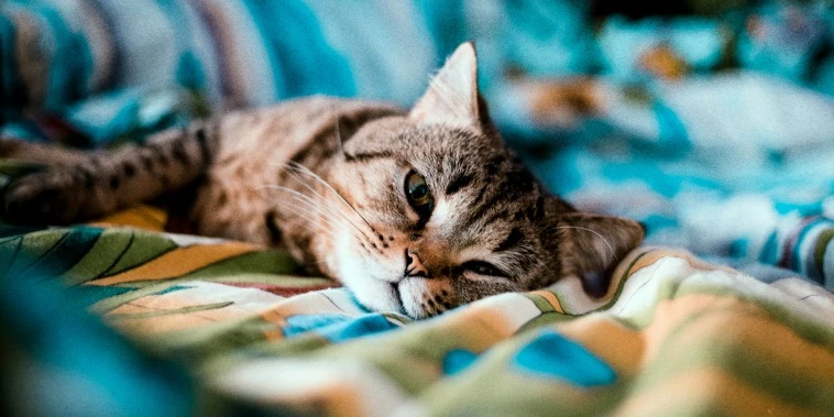 Your pets can catch Covid from you, and cats appear more susceptible than dogs
