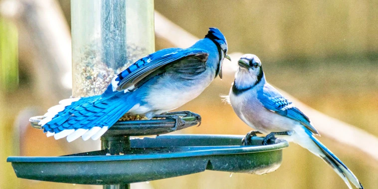Scientists baffled by hundreds of sick and dying birds across the U.S.