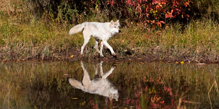 Gray wolf pups found in Colorado for first time since 1940s