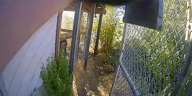 'Do a head shot!': Bodycam shows owner asking police to kill pet chimpanzee after attack