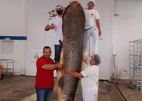 Pirarucu gigante de quase 3 metros é capturado no Amazonas