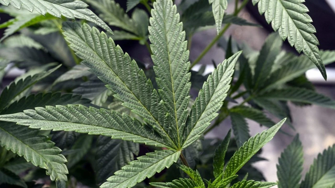 Fetterman, Warren lead Democrats in urging DEA to 'swiftly' take marijuana off Schedule I