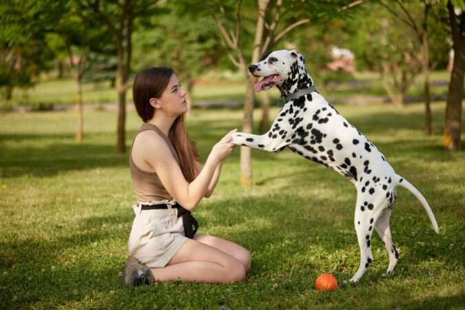 MÃ©dica veterinÃ¡ria explica cuidados essenciais para os pets no verÃ£o