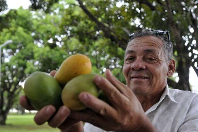 Moradores de cidade brasileira tÃªm fruta de graÃ§a de 950 mil Ã¡rvores