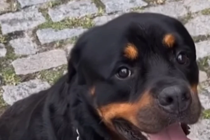 Envenenamento de cÃ£es no RJ: 40 foram contaminados e seis morreram