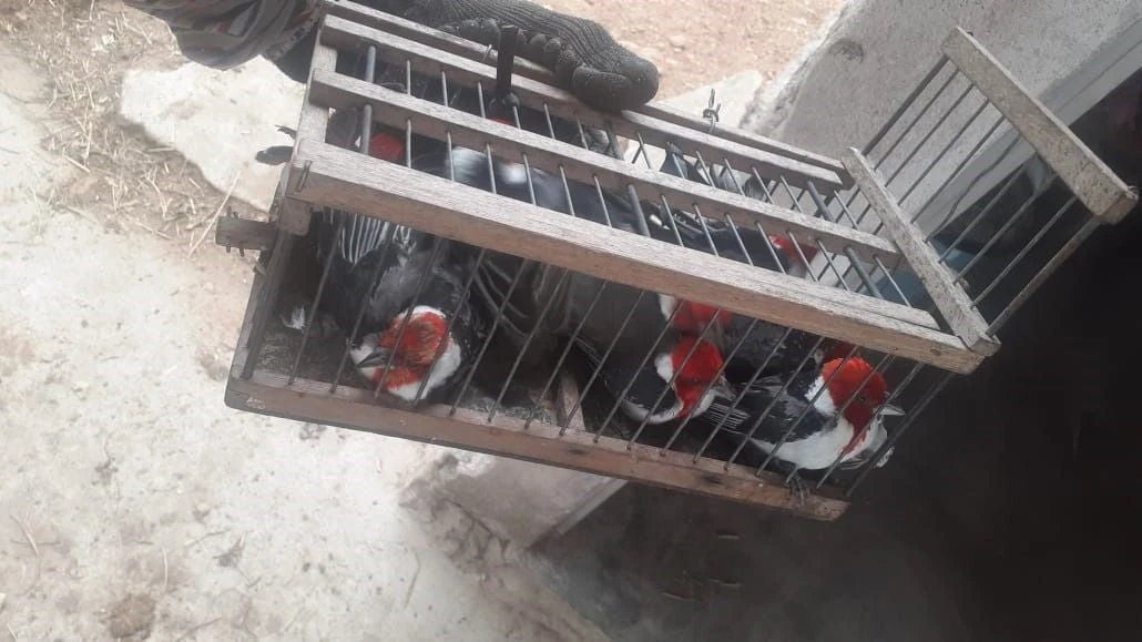 Passarinho por R$ 80 mil: preso na Bahia um dos maiores traficantes de aves silvestres do país