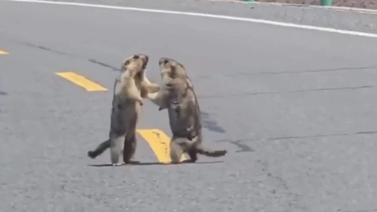 Duelo de marmotas causa engarrafamento em rodovia chinesa e viraliza; VÍDEO