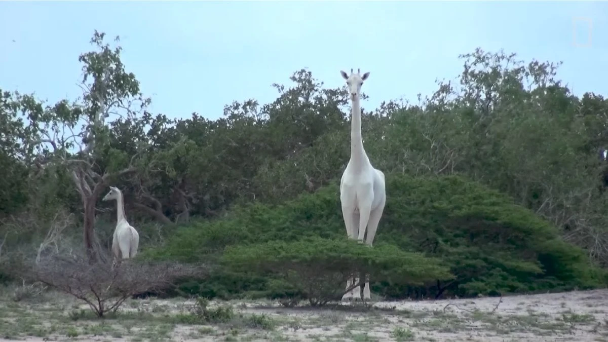 Única girafa branca do planeta é acompanhada por GPS em tempo integral