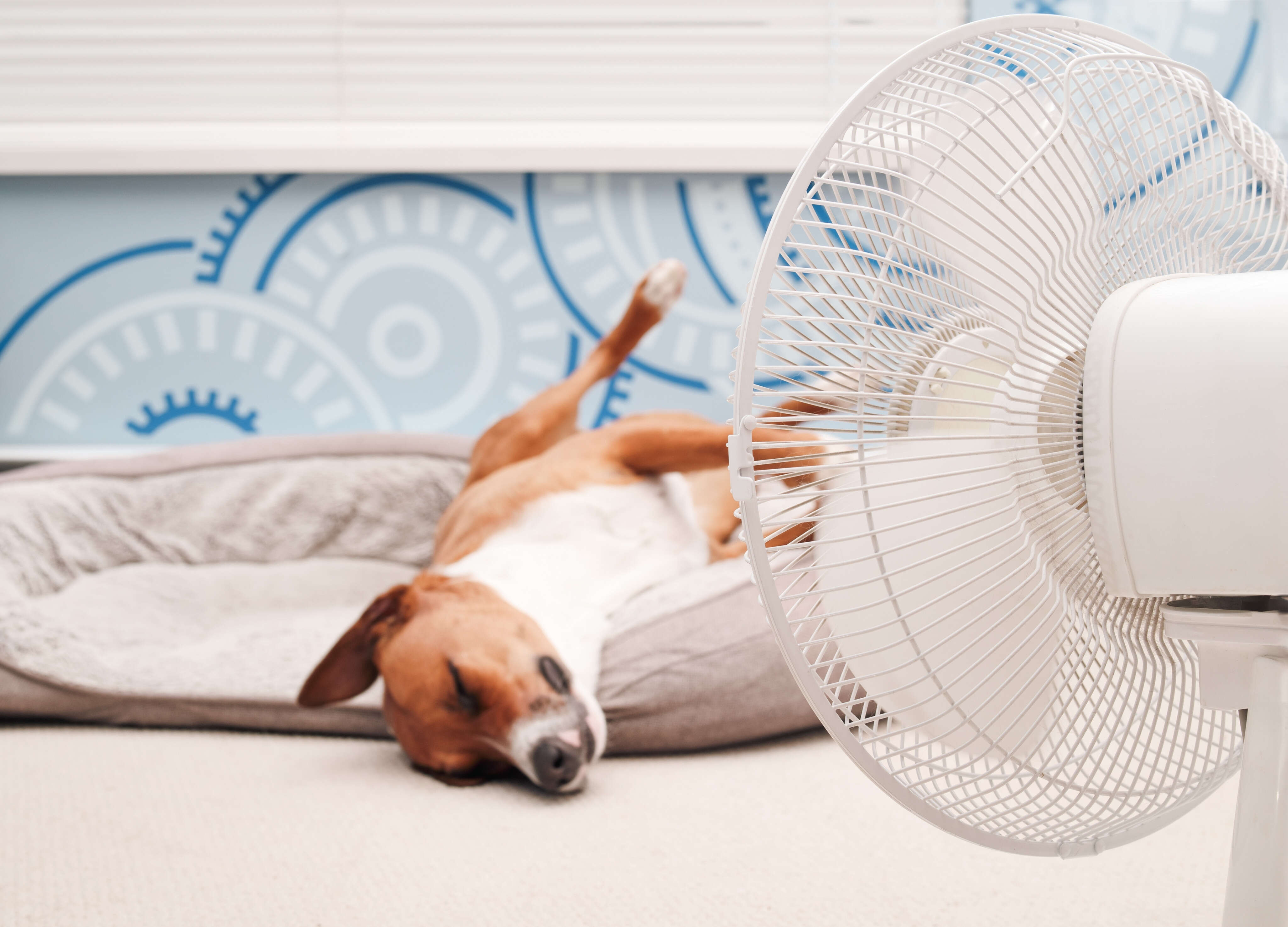 Além do ventilador: veja dicas de como refrescar a casa em dias de calor intenso