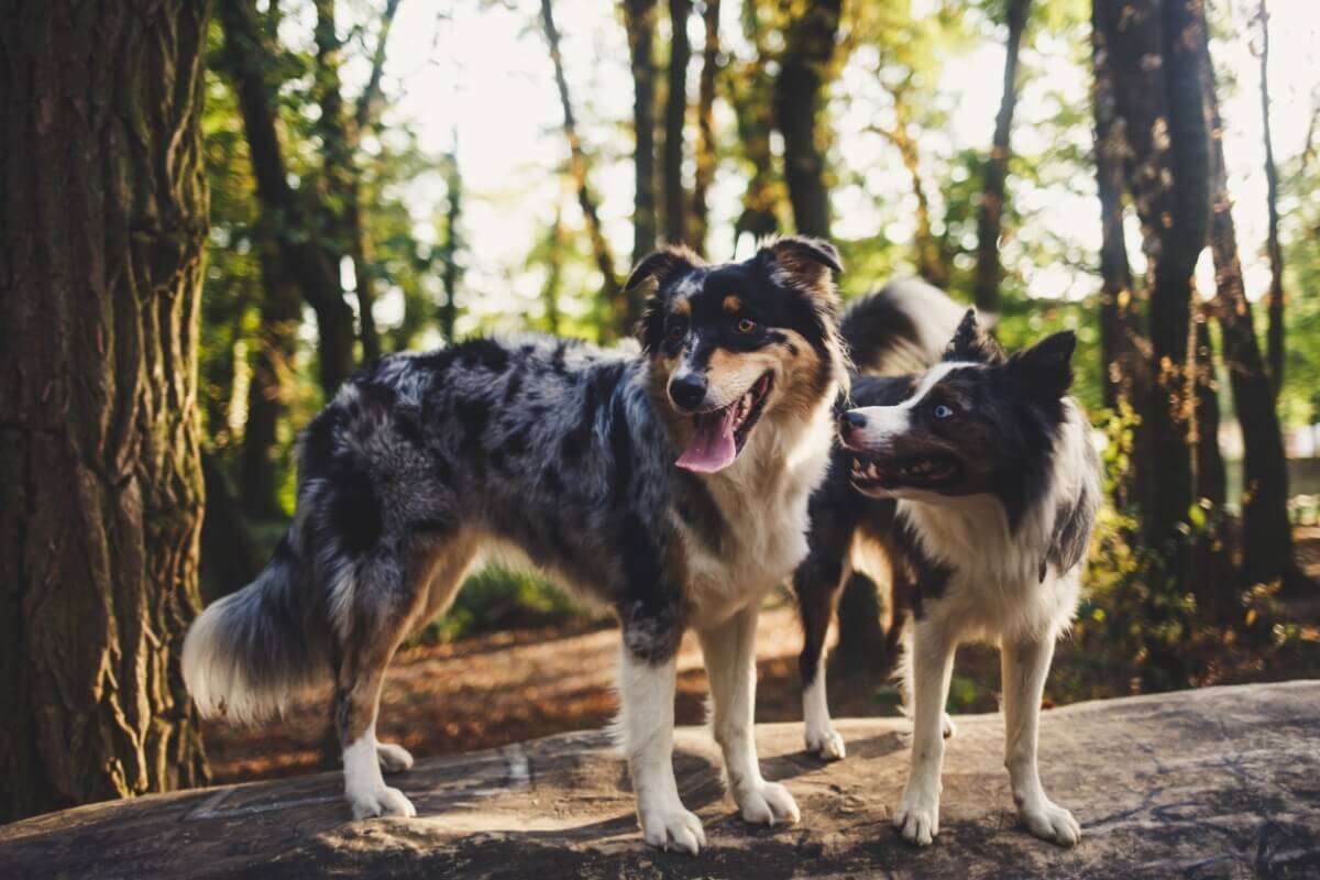 8 diferenças entre as raças border collie e pastor australiano 