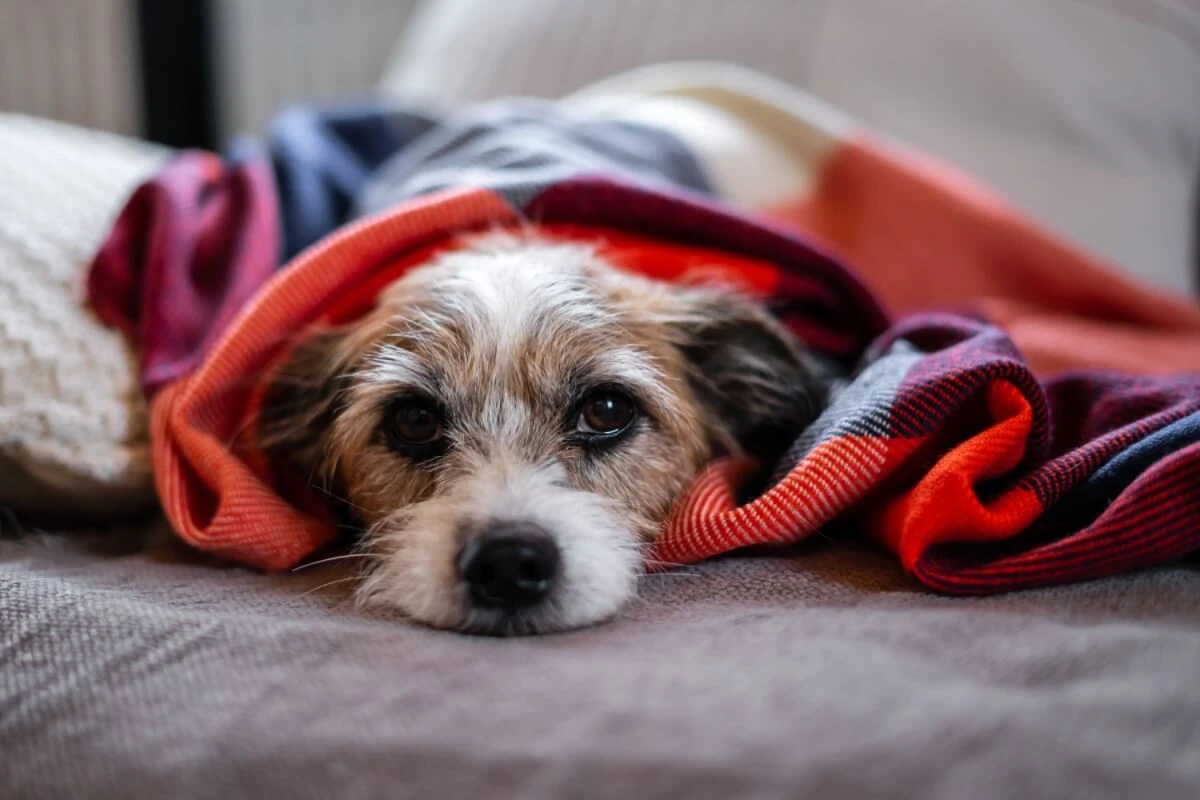 Seu pet mudou com a chegada do frio? Entenda o que pode estar acontecendo