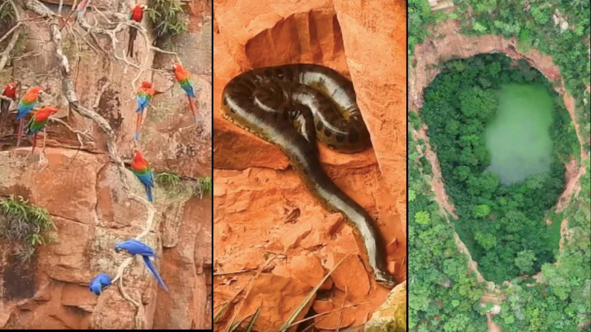 O segredo do buraco das araras: por que 120 aves e 150 espécies chamam este lugar de lar