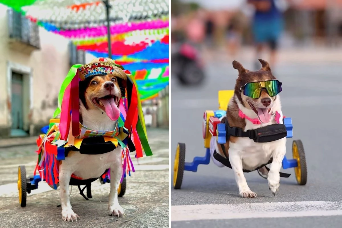 Pet influencer: saiba quem é Vitória, cachorrinha cadeirante resgatada do lixão
