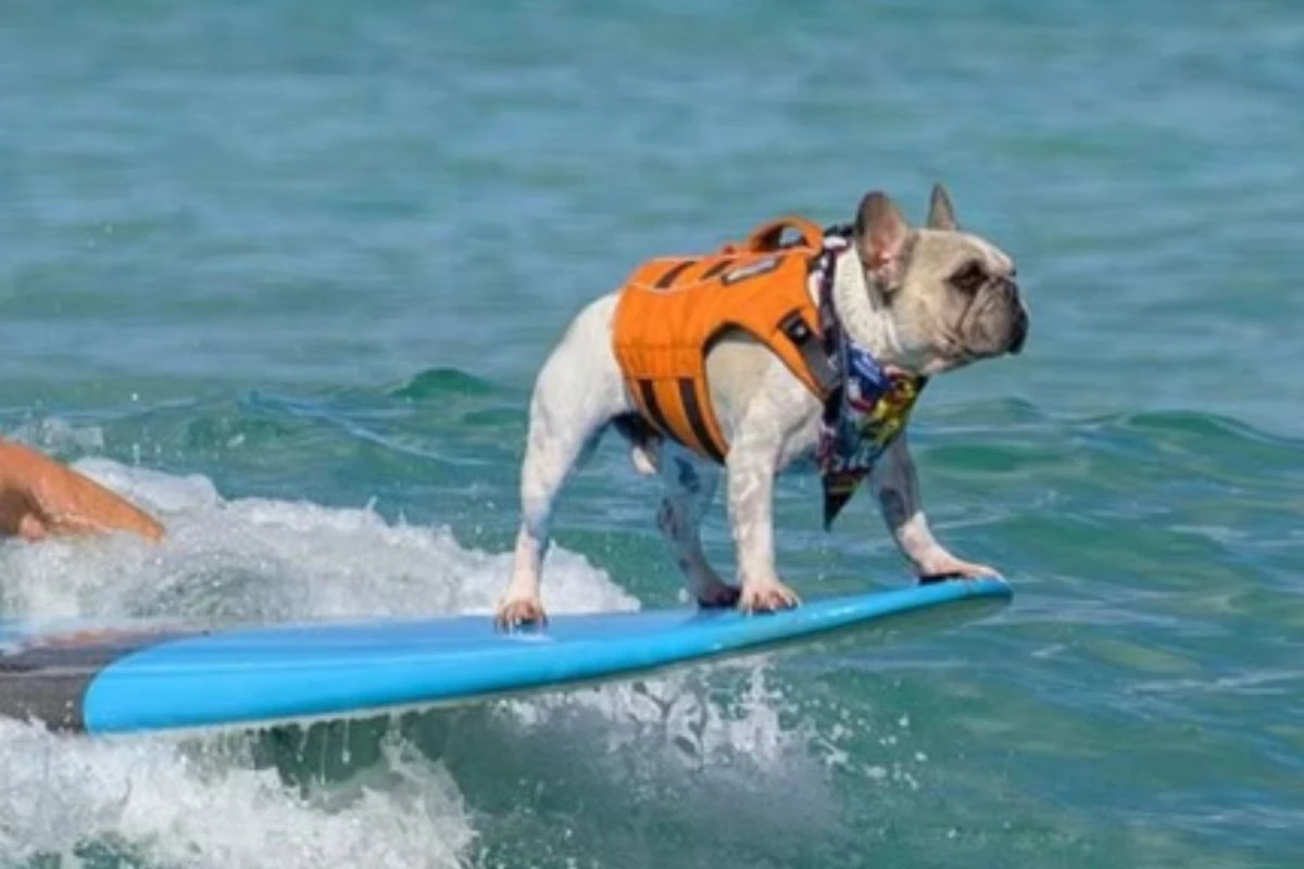 Conheça Dale, o buldogue surfista do live-action de Lilo & Stitch