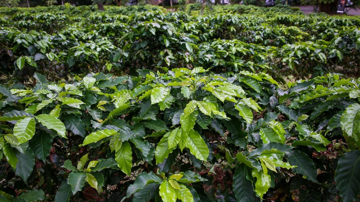 Conheça o maior cafezal urbano do mundo, que fica em um bairro de SP