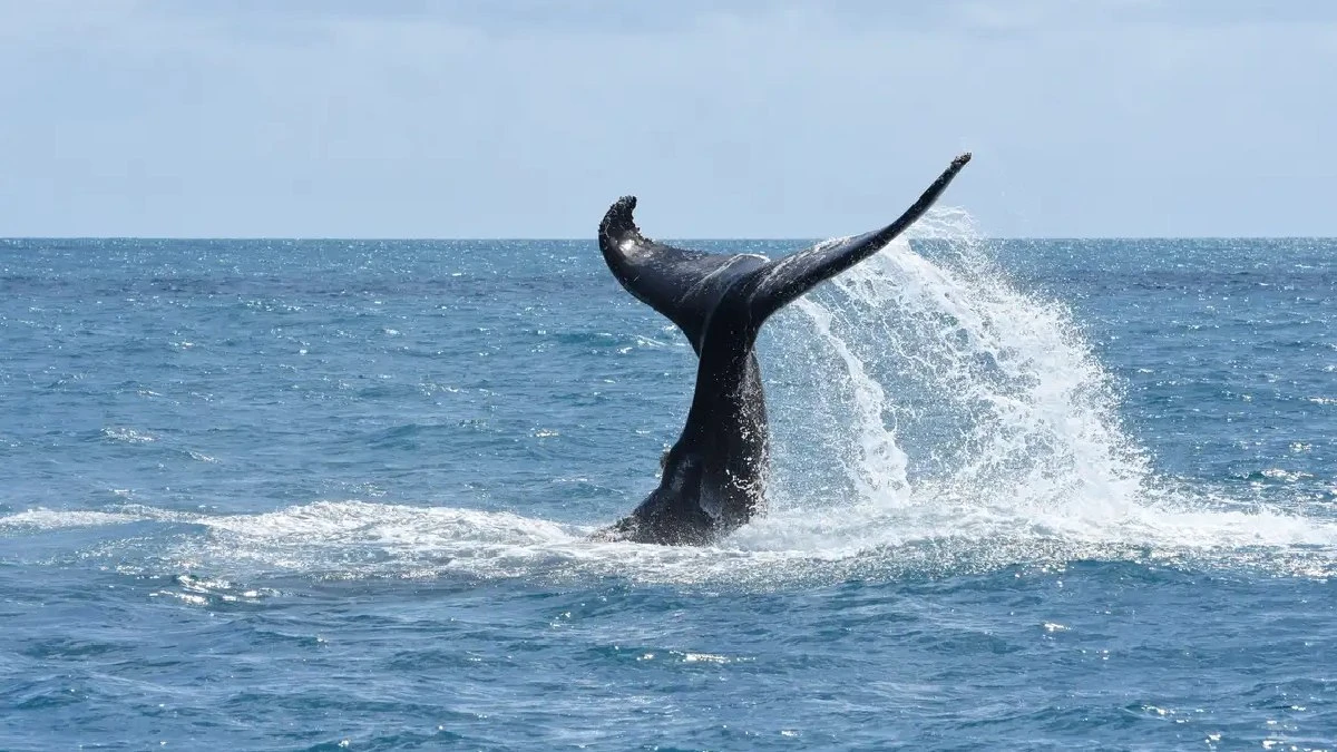 Paraíso escondido na Bahia guarda corais raros e santuário de baleias-jubarte