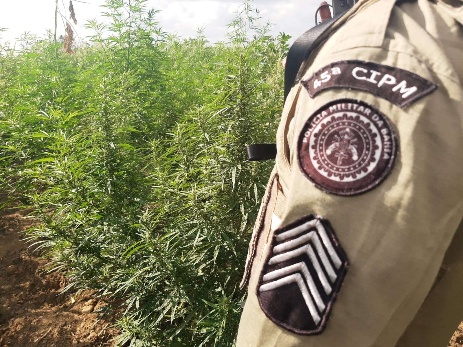 65 mil pés de maconha são erradicados em Curaçá