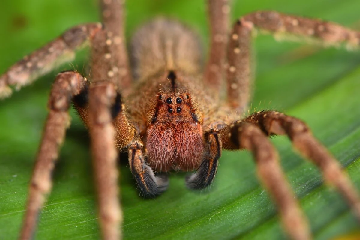 Os 9 grupos de animais invertebrados e suas principais características