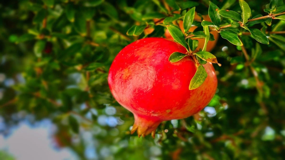 Quem tem mais de 50 anos deve comer essa fruta sempre, diz neurologista