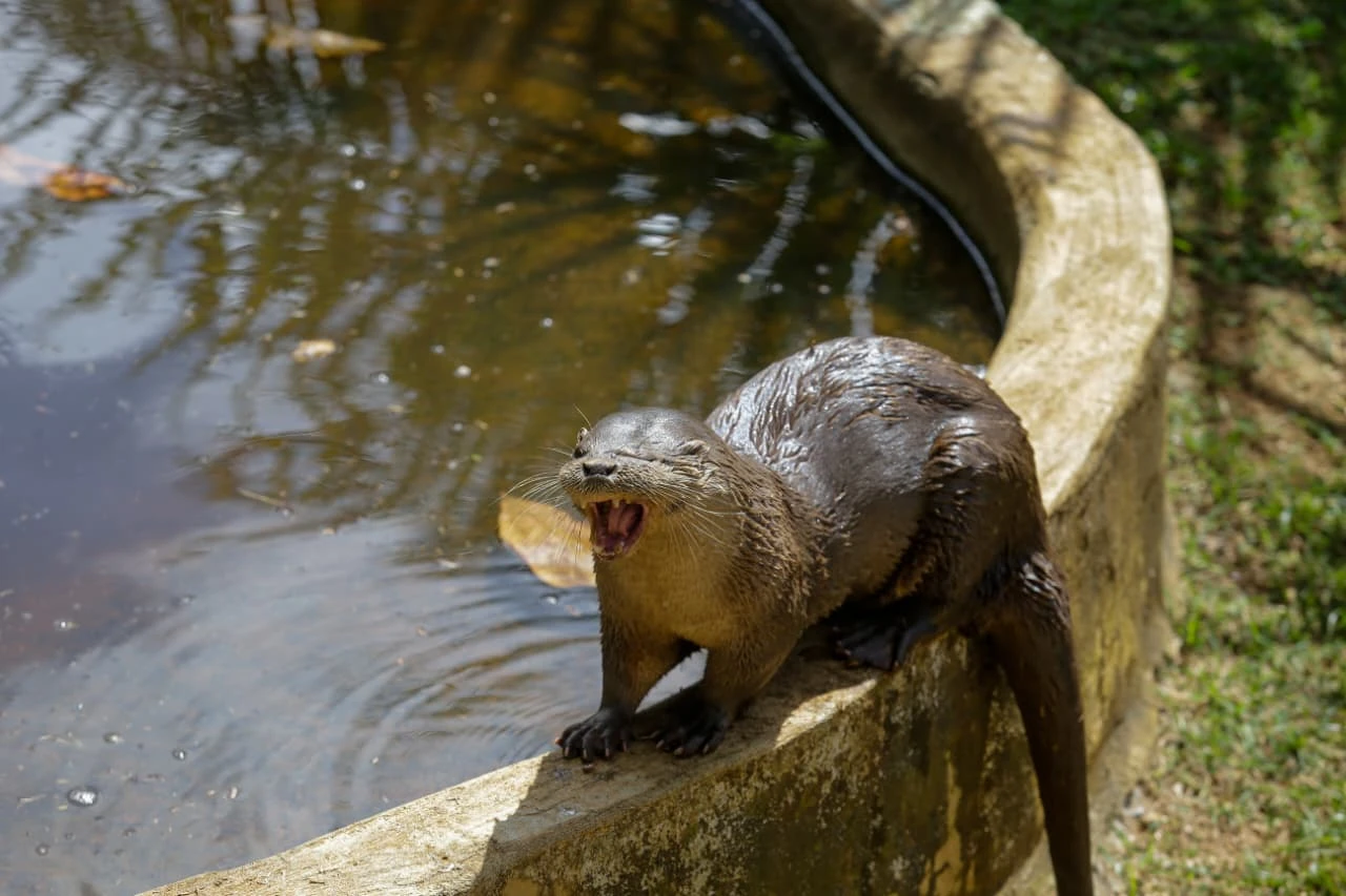 Veja como está lontra atacada por cães que foi acolhida no zoológico de Salvador