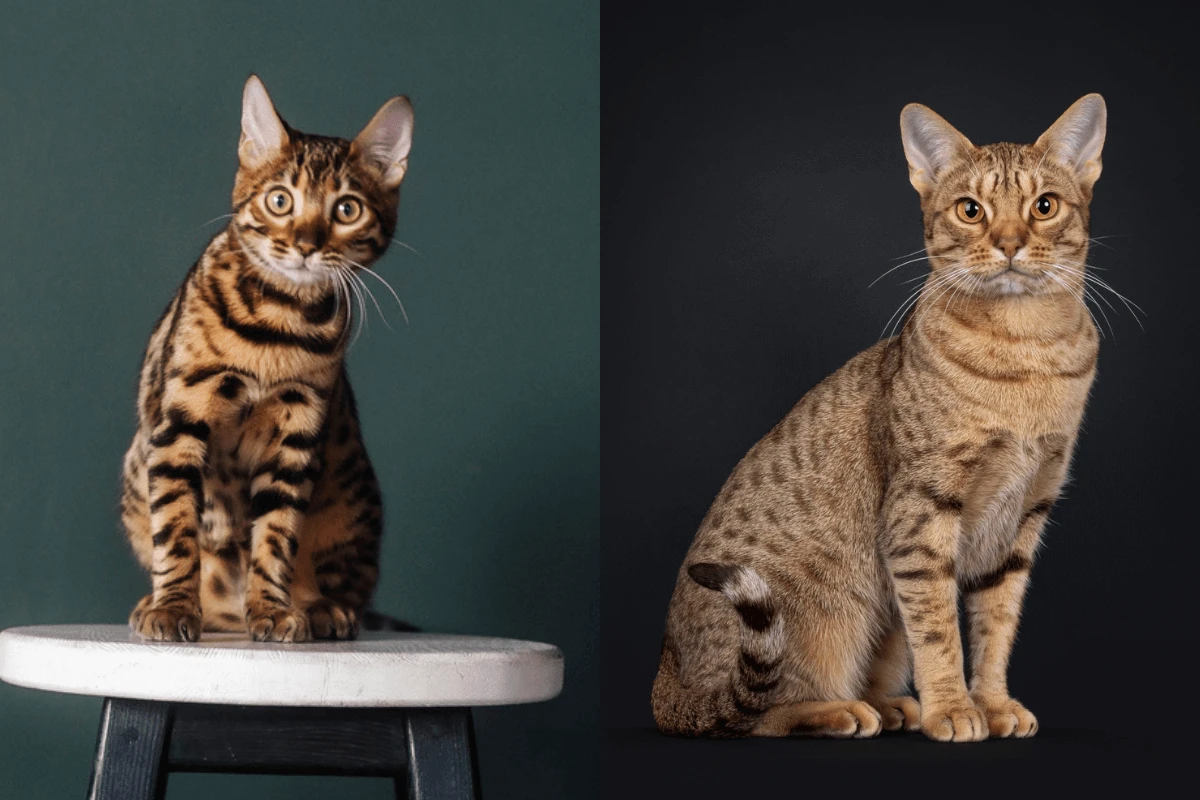 Confira sete diferenças entre os gatos das raças bengal e ocicat