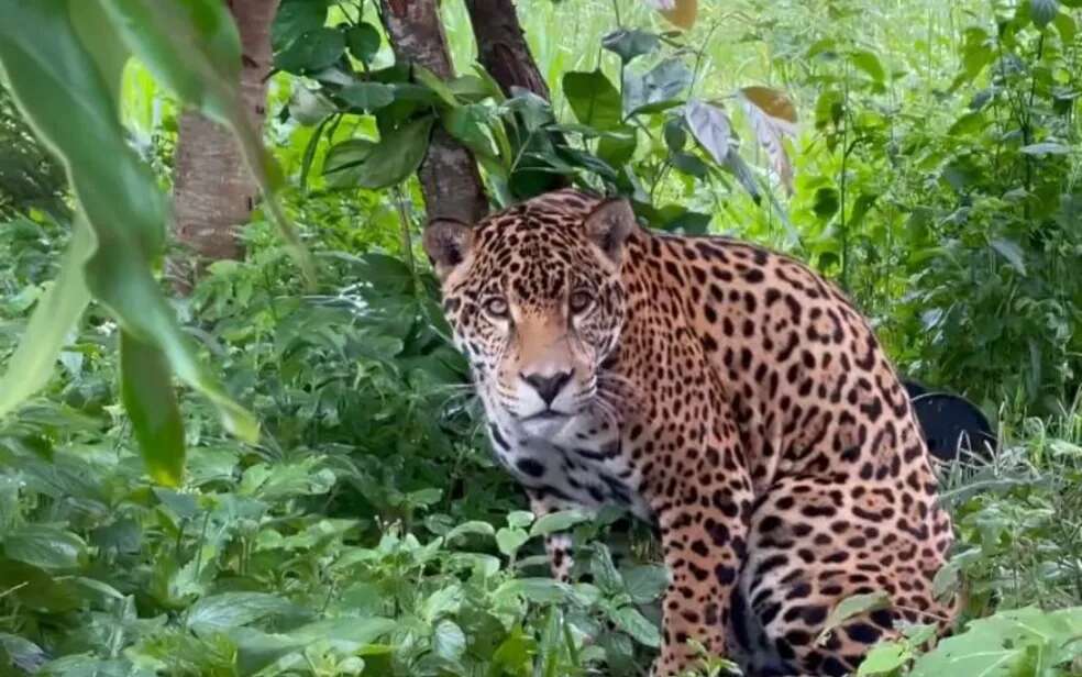 Maior felino das Américas: conheça Araguaia, onça que usa colar com GPS e pode andar mais de 1 mil km