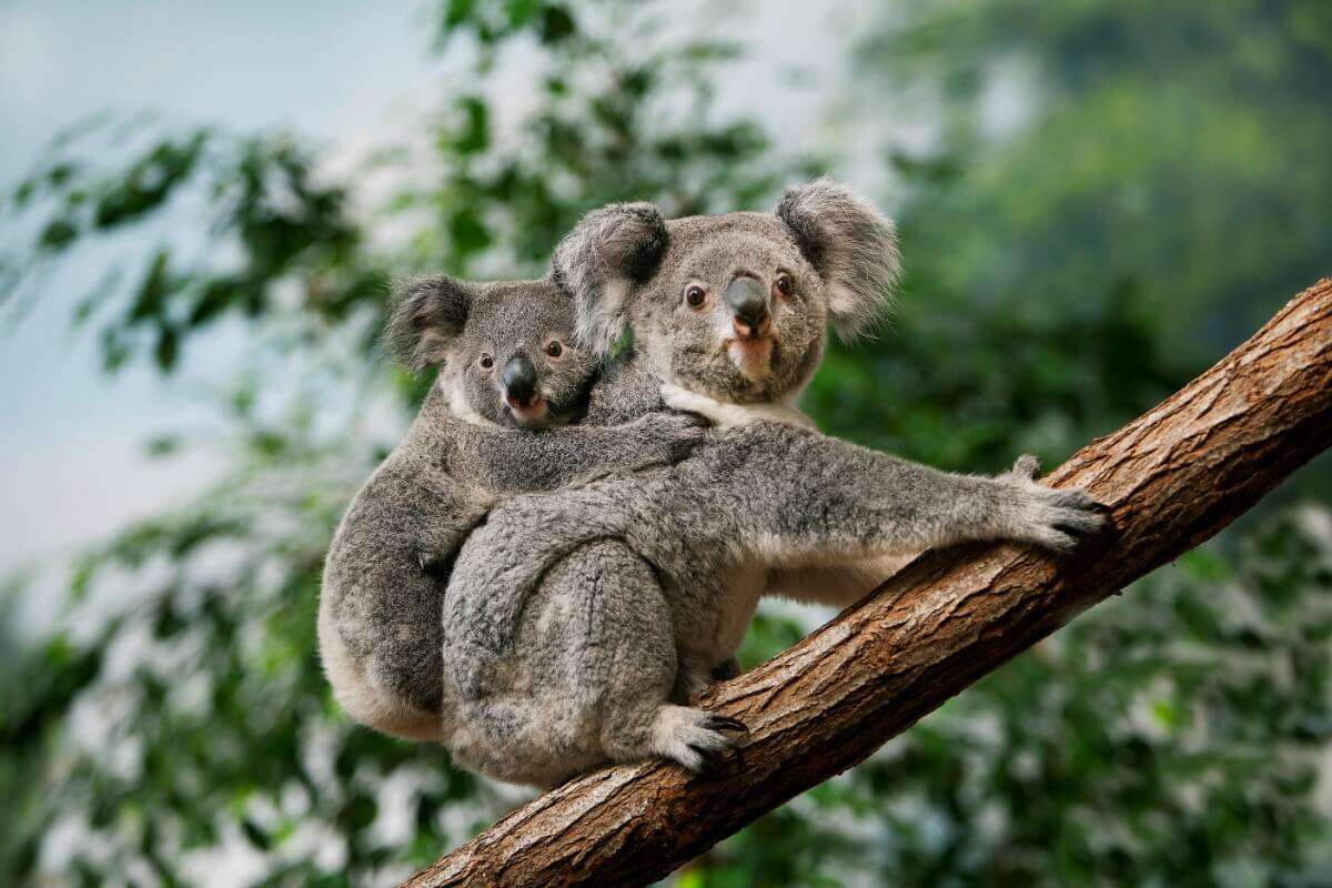 7 animais mais fofos do mundo