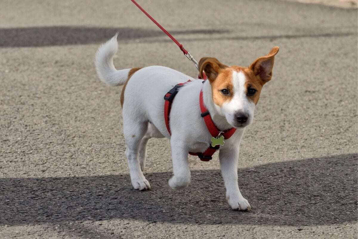 10 cuidados no primeiro passeio com o cachorro na rua