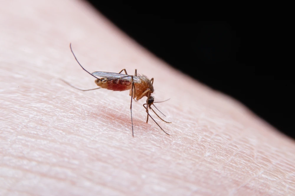 Por que é comum os mosquitos picarem apenas uma pessoa da casa?