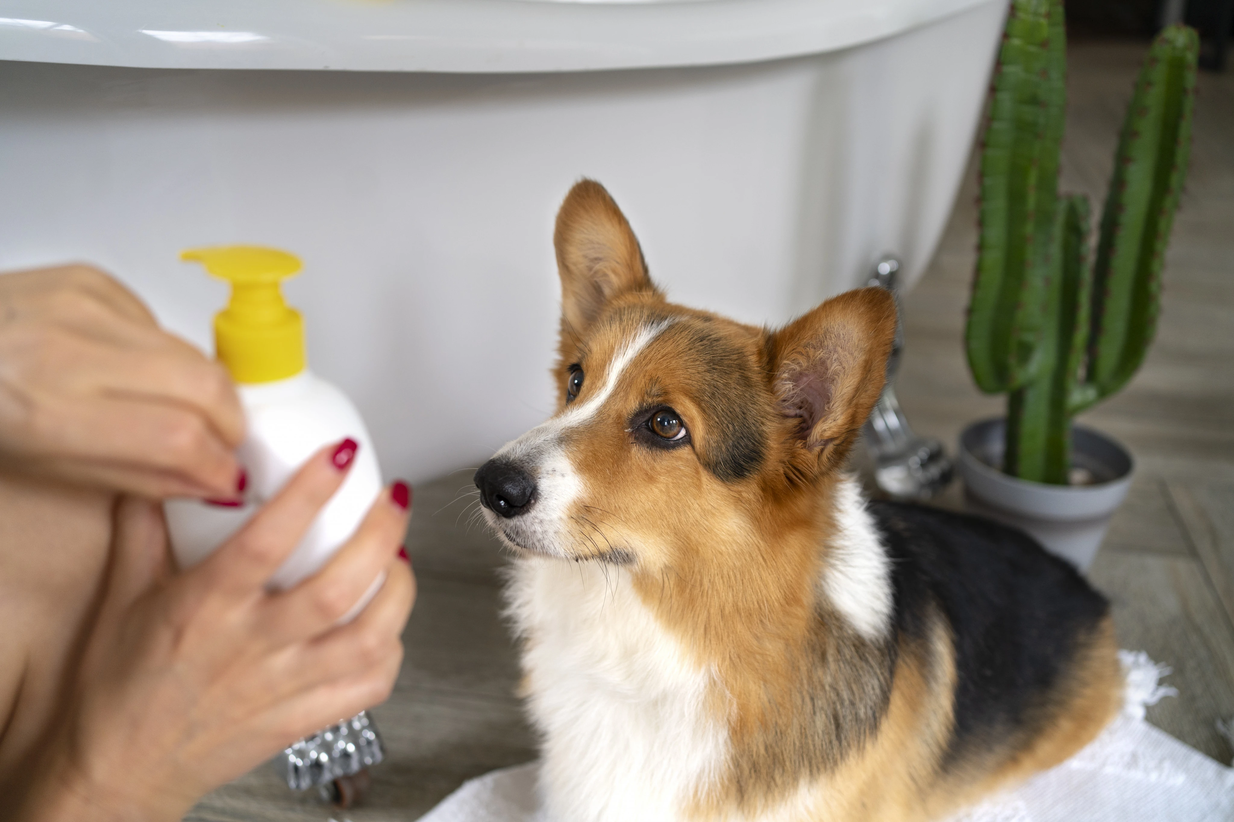 Você pode estar colocando seu pet em risco sem saber ao limpar a casa