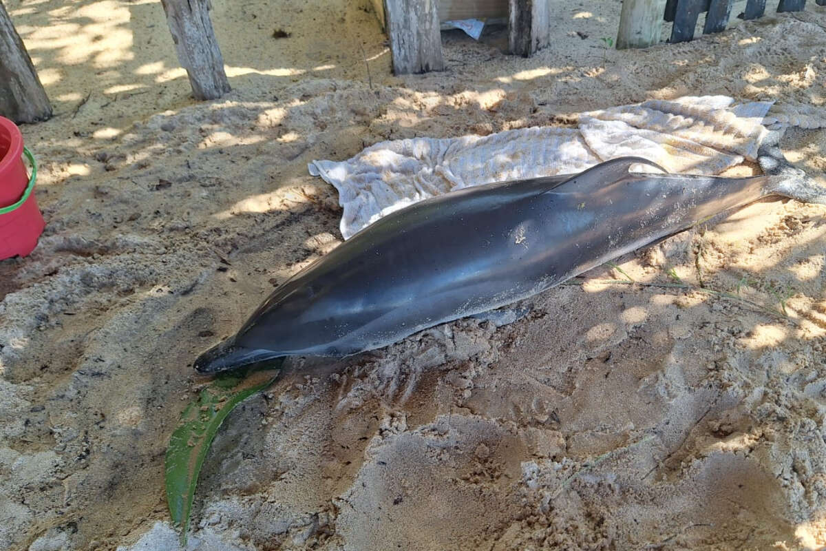 Golfinho encalha em praia de Porto Seguro e morre no mesmo dia