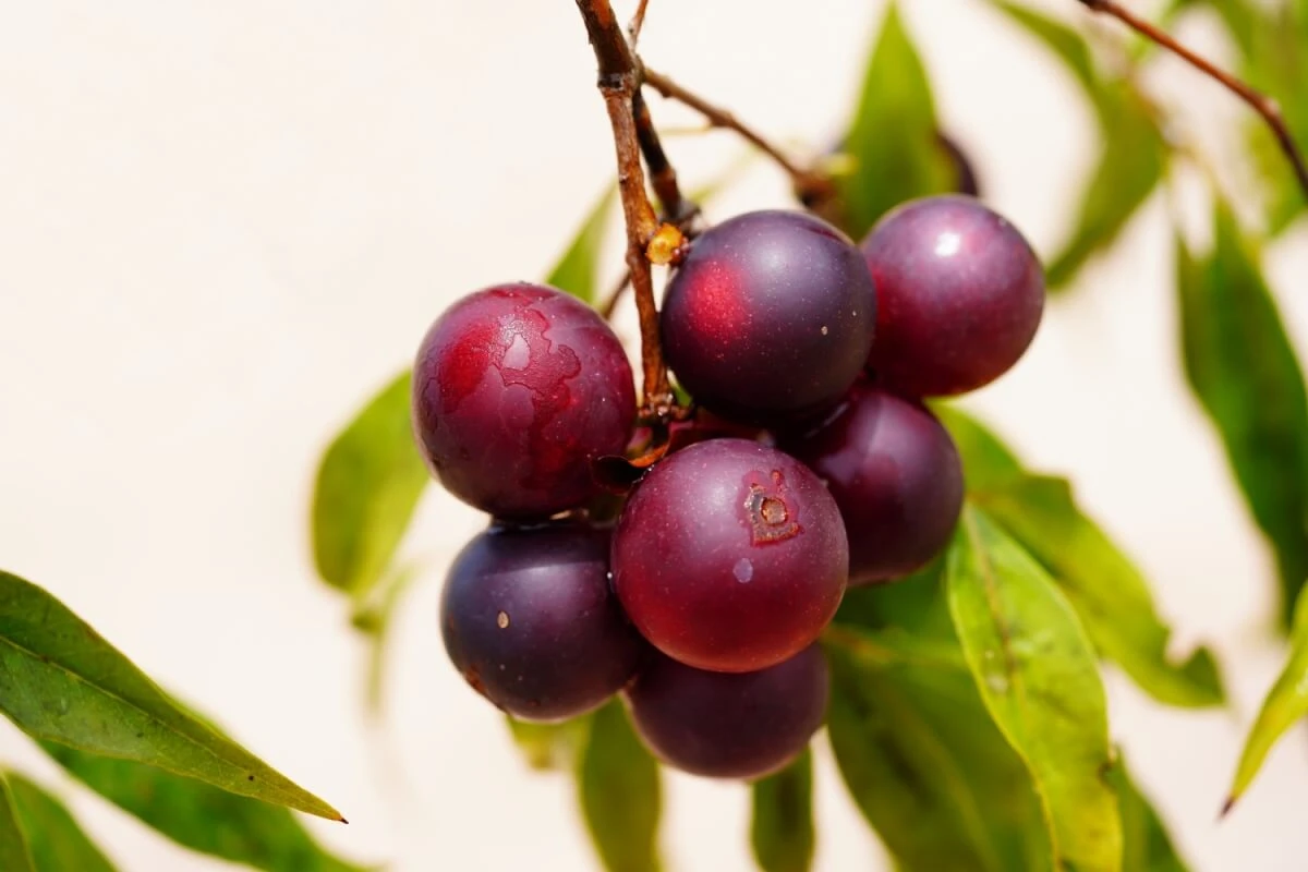 5 frutas ricas em vitamina C e seus benefícios para a saúde