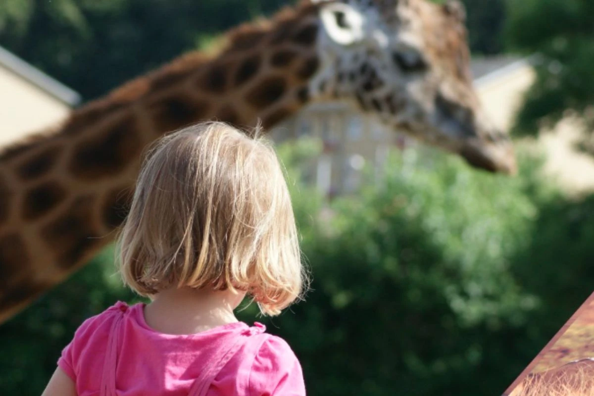 Zoológico pede doação de pets vivos para alimentar predadores e causa polêmica