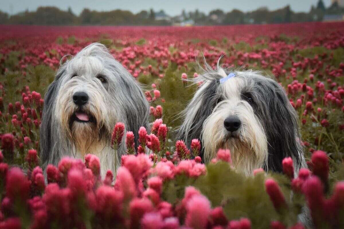 4 características do cachorro da raça bearded collie 