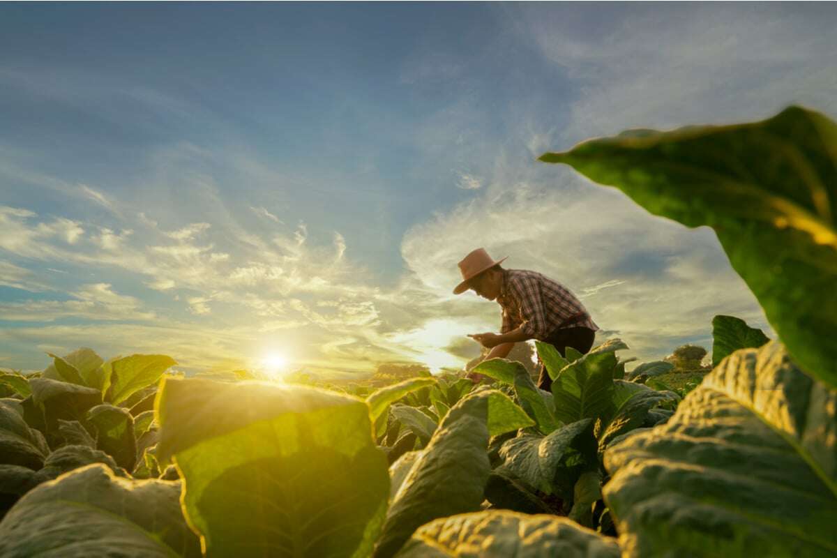 Entenda sobre os diferentes tipos de agricultura