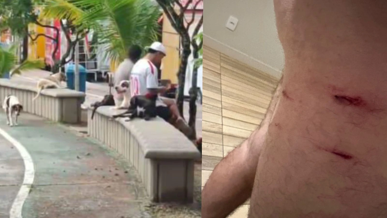 Cães de rua atacam em grupo moradores e fazem mais de 30 vítimas