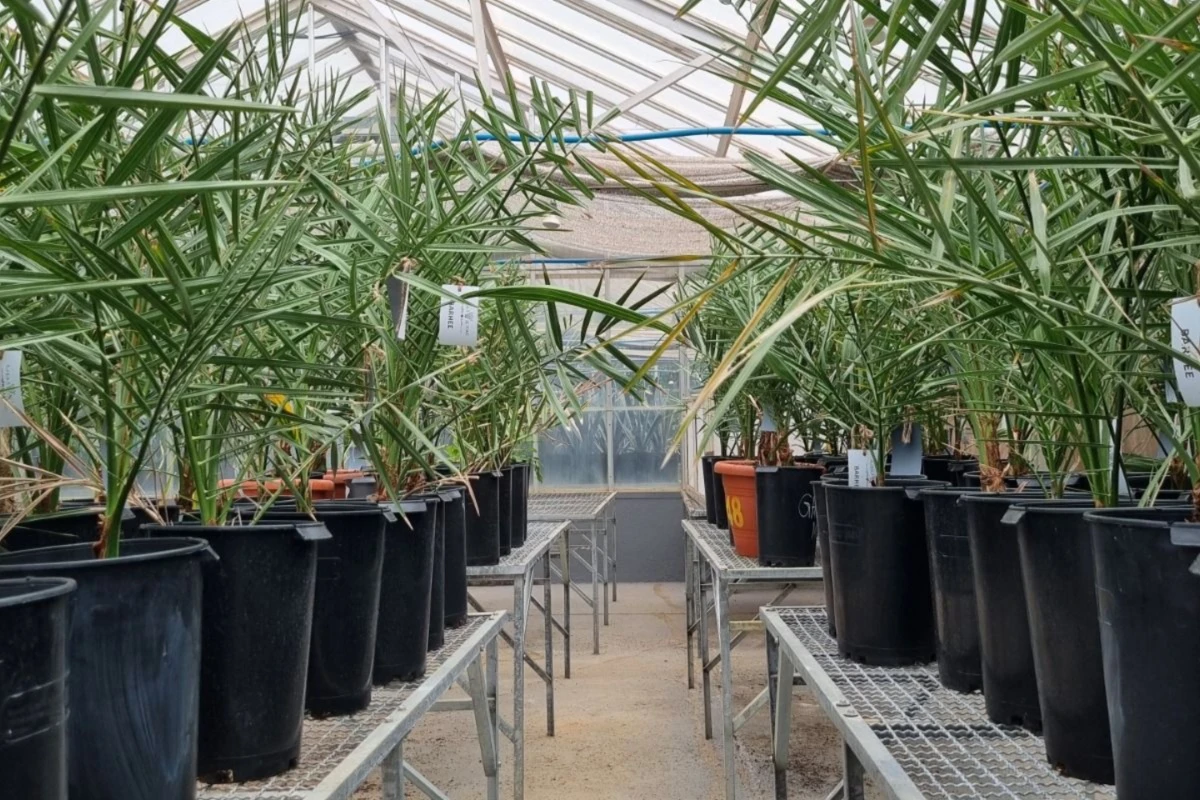 Bahia inicia cultivo de tâmaras com mudas doadas pelos Emirados Árabes