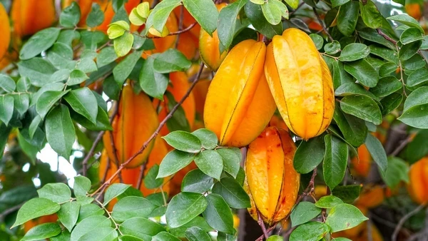 Algumas frutas podem matar: veja quais você precisa ter cuidado ao consumir
