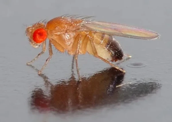 Se esse inseto colocar centenas de ovos vai se tornar um incomodo na sua cozinha