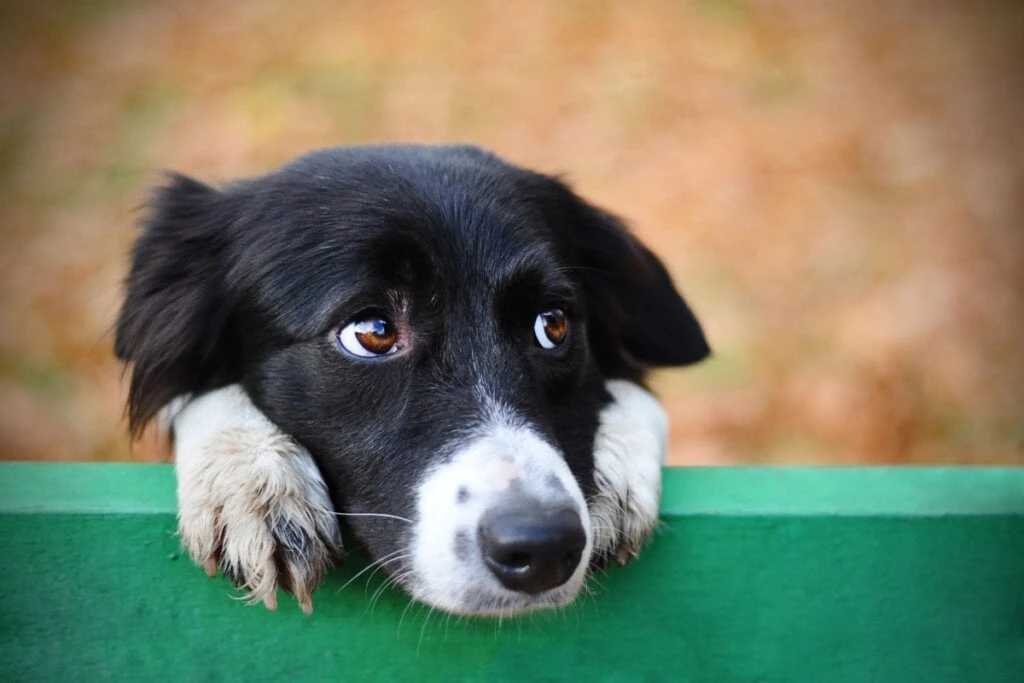 Saiba como vai funcionar o RG animal para cadastros de cães e gatos