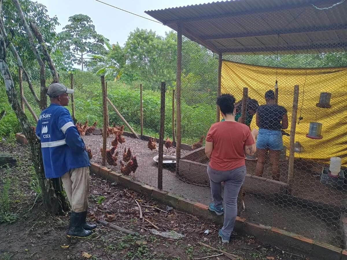 Do quilombo à feira: como a avicultura transformou a vida de mulheres em Cachoeira