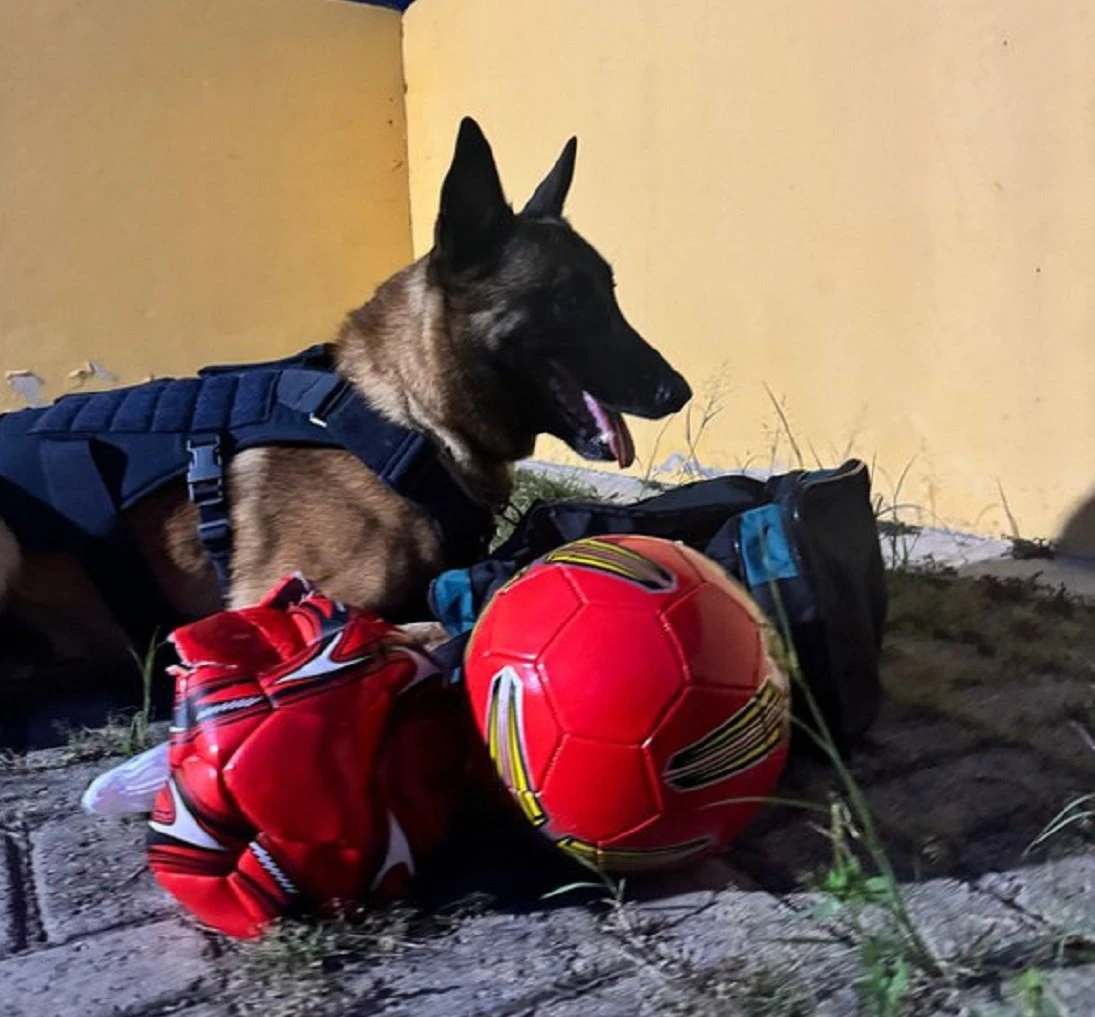 Cão farejador Messi localiza cocaína escondida em bolas de futebol