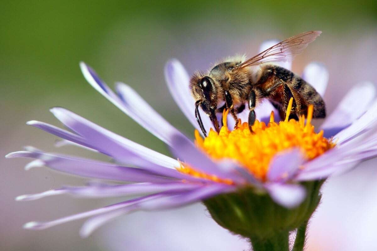 8 curiosidades incríveis sobre as abelhas