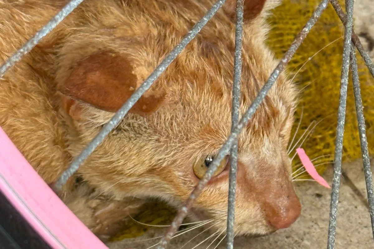 Em três dias, dois gatos morrem envenenados em condomínio de Salvador