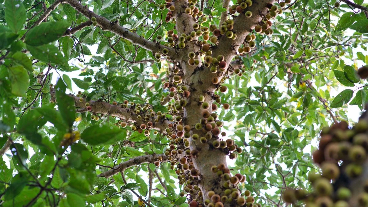 Veja qual a melhor fruta para controlar o seu colesterol e fortalecer o coração