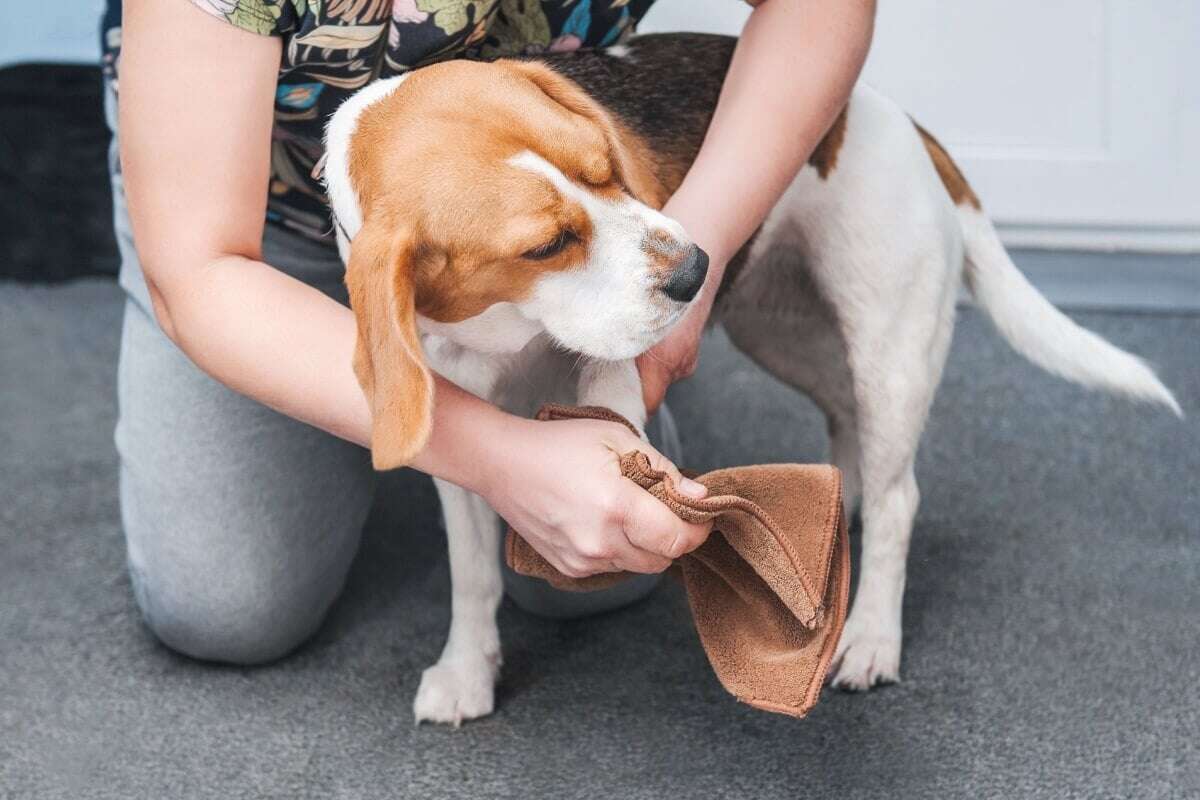 7 cuidados importantes com as patas do cachorro 