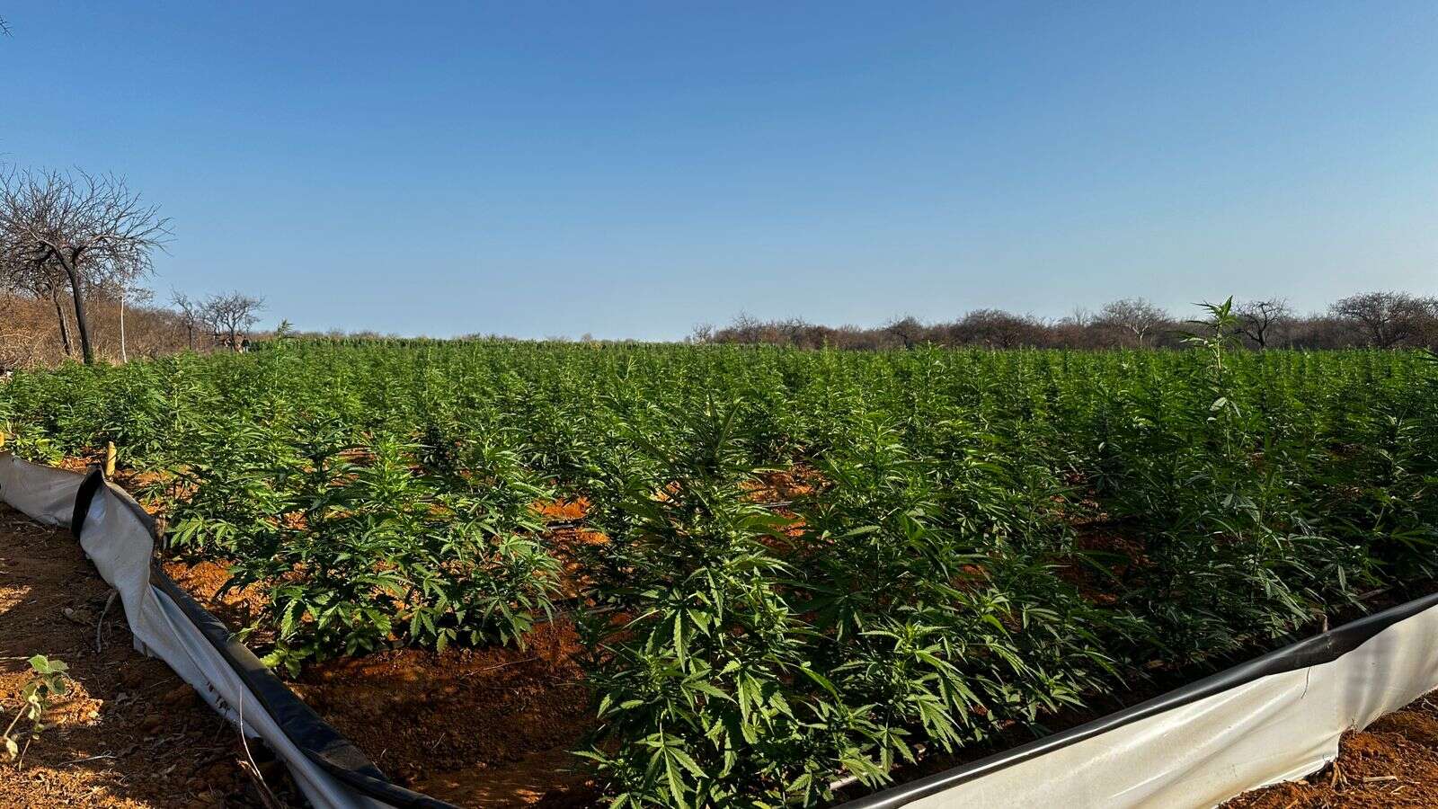 Laboratório que produzia maconha 'gourmet' em Ilhéus é encontrado pela polícia