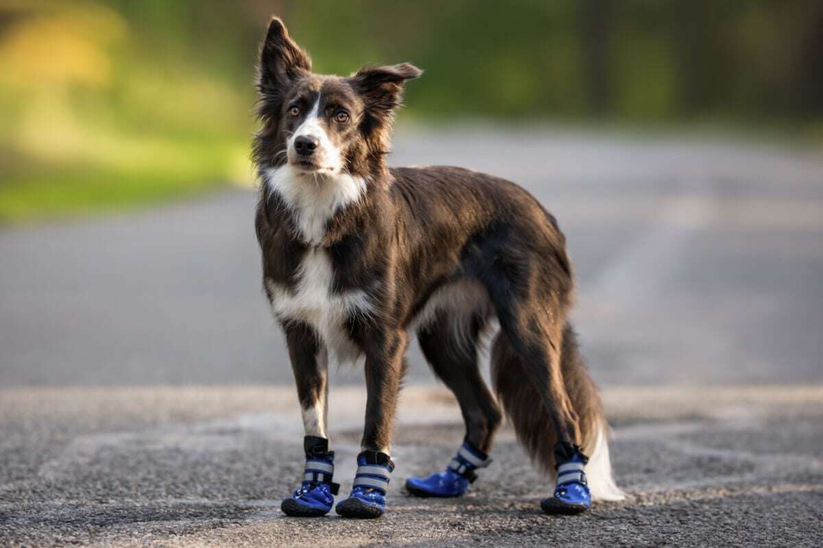 Veja os benefícios dos sapatos para cachorros