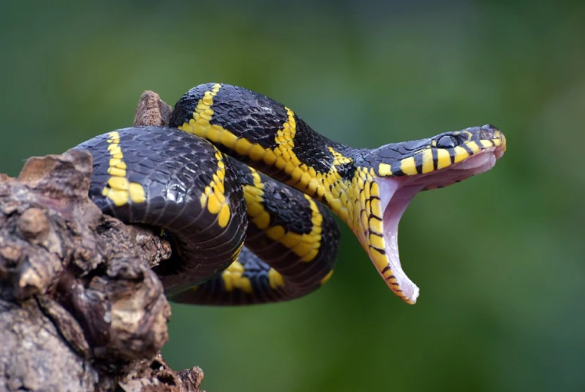 Perigo letal: conheça as cobras mais perigosas do mundo
