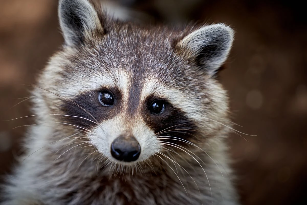 8 curiosidades interessantes sobre os guaxinins